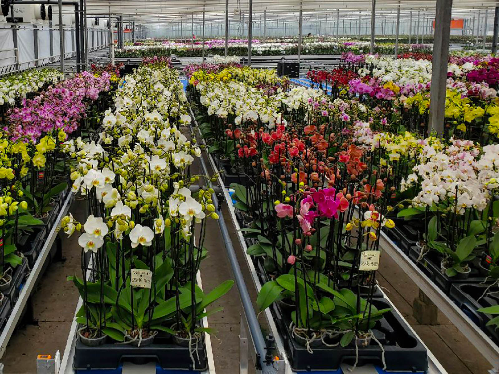 Cosmic Plants' Big Adventure of Growing Phalaenopsis in Canada